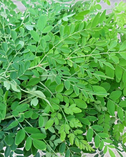 Drumsticks leaves bunch