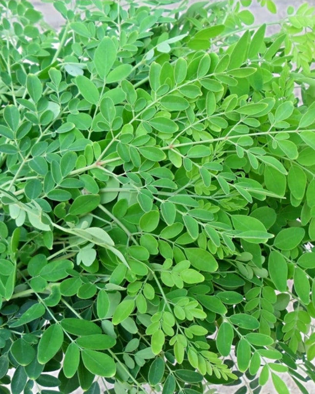 Drumsticks leaves bunch